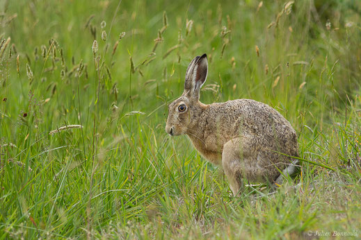 Lièvre d'Europe — Lepus europaeus Pallas, 1778