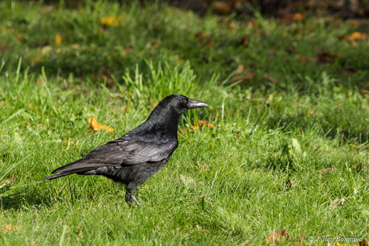 Corneille noire — Corvus corone Linnaeus, 1758