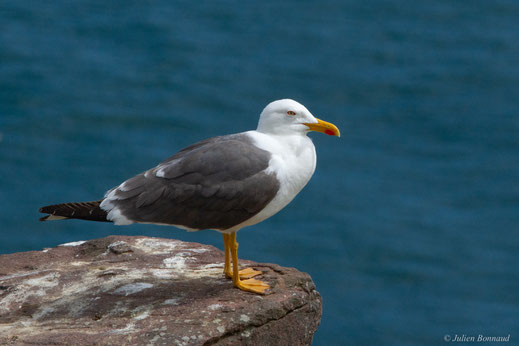 Goéland brun — Larus fuscus Linnaeus, 1758