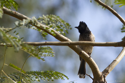 Bulbul à ventre rouge — Pycnonotus cafer (Linnaeus, 1766)