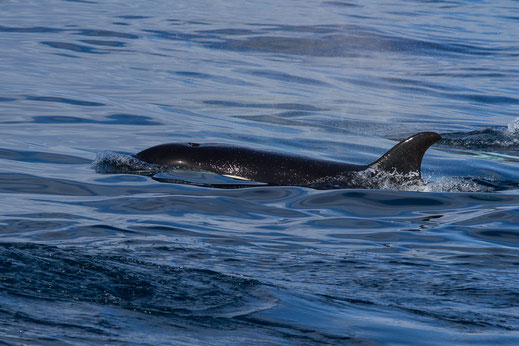 Orque — Orcinus orca (Linnaeus, 1758)