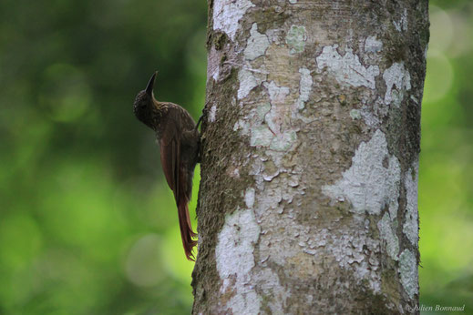 Grimpar flambé — Xiphorhynchus pardalotus (Vieillot, 1818)