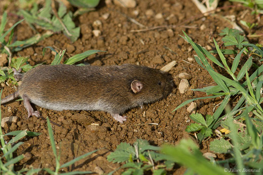 Campagnol agreste — Microtus agrestis (Linnaeus, 1760)