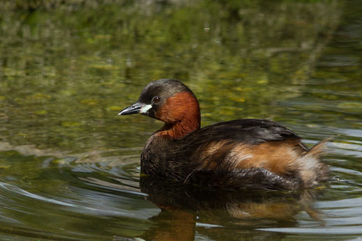 Grèbe castagneux — Tachybaptus ruficollis (Pallas, 1764)