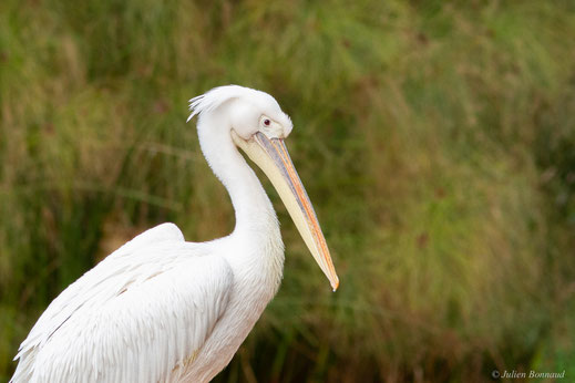Pélican blanc — Pelecanus onocrotalus Linnaeus, 1758