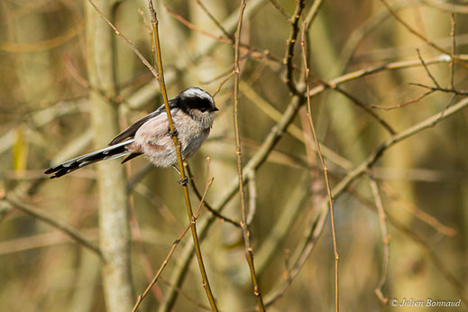 Mésange à longue queue — Aegithalos caudatus (Linnaeus, 1758)