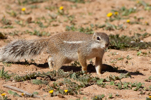 Écureuil fouisseur ou Rat palmiste — Xerus erythropus  E. Geoffroy Saint-Hilaire, 1803