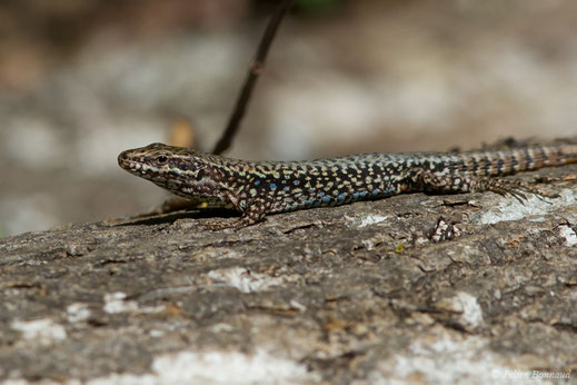 Lézard des murailles — Podarcis muralis (Laurenti, 1768)