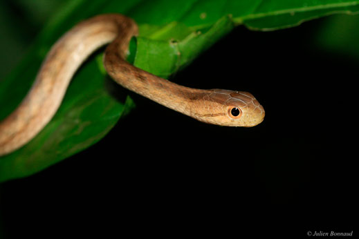 Thamnodynastes pâle — Thamnodynastes pallidus (Linnaeus, 1758)
