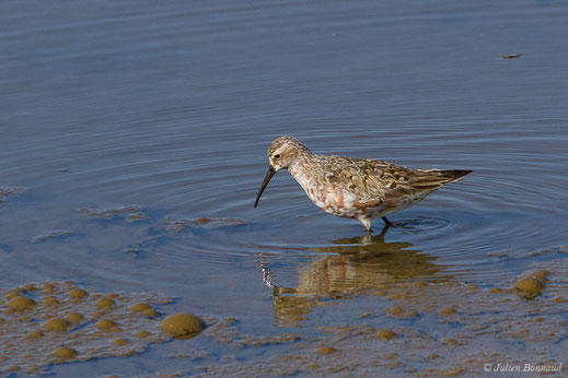 Bécasseau cocorli — Calidris ferruginea (Pontoppidan, 1763)