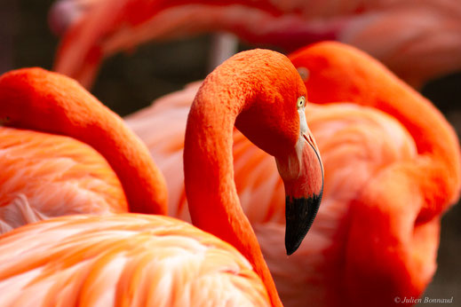 Flamand des Caraïbes — Phoenicopterus ruber Linnaeus, 1758