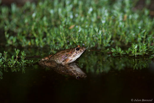 Discoglosse sarde — Discoglossus sardus Tschudi in Otth, 1837