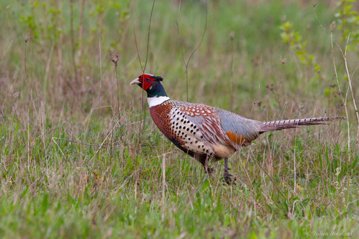 Faisan de Colchide — Phasianus colchicus Linnaeus, 1758