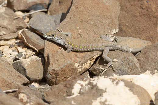 Lézard atlantique — Gallotia atlantica (Peters & Doria, 1882)