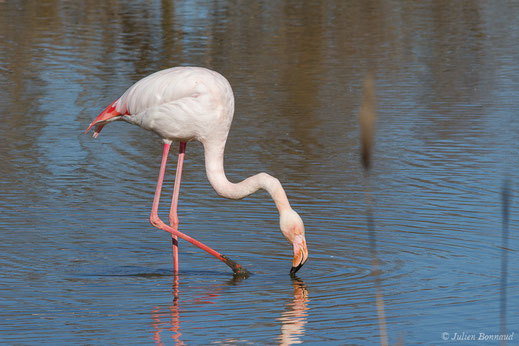 Flamant rose — Phoenicopterus roseus Pallas, 1811