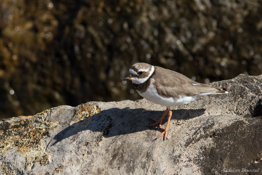 Grand Gravelot — Charadrius hiaticula Linnaeus, 1758