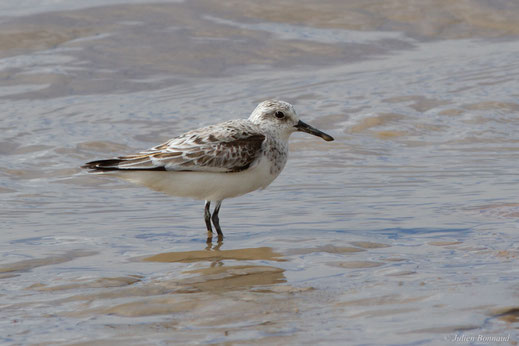 Bécasseau sanderling — Calidris alba (Pallas, 1764)