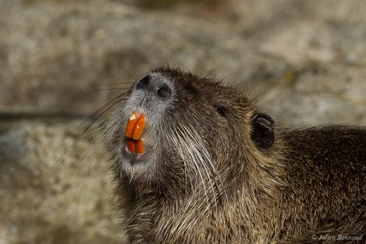 Ragondin — Myocastor coypus (Molina, 1782)