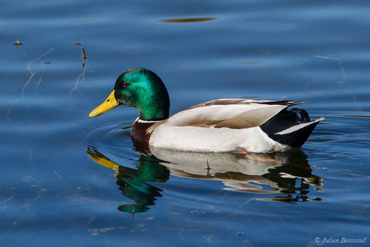 Canard colvert — Anas platyrhynchos Linnaeus, 1758