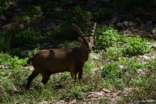 Bouquetin des Alpes — Capra ibex (Pallas, 1777)