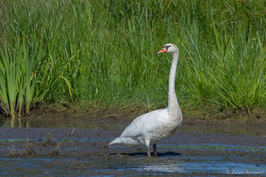 Cygne tuberculé — Cygnus olor (Gmelin, JF, 1789)
