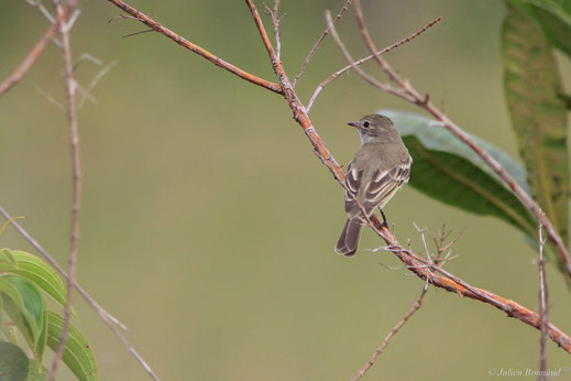 Élénie huppée — Elaenia cristata Pelzeln, 1868