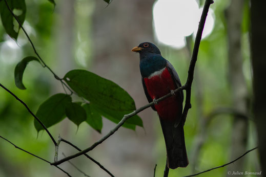 Trogon à queue noire — Trogon melanurus Swainson, 1838