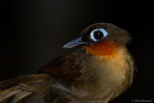 Fourmilier à gorge rousse — Gymnopithys rufigula (Boddaert, 1783)