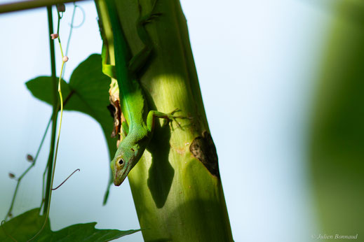 Anolis marbré ou Anolis de la Guadeloupe — Ctenonotus marmoratus (Duméril & Bibron, 1837)