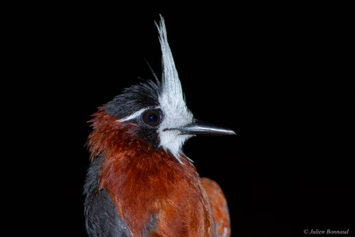 Fourmilier manikup — Pithys albifrons (Linnaeus, 1766)