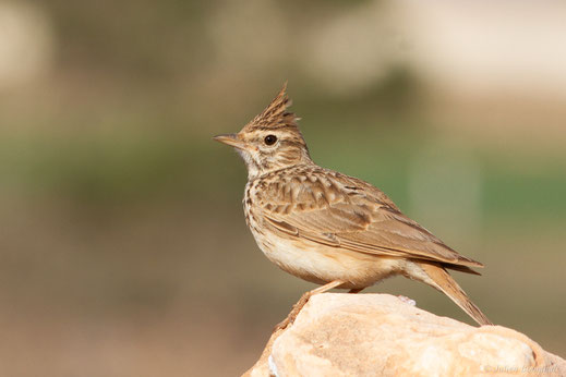 Cochevis de Thékla — Galerida theklae (C. L. Brehm, 1858)