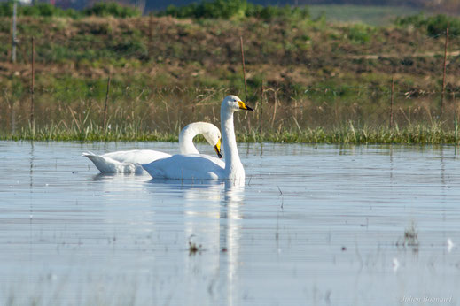Cygne chanteur — Cygnus cygnus (Linnaeus, 1758)