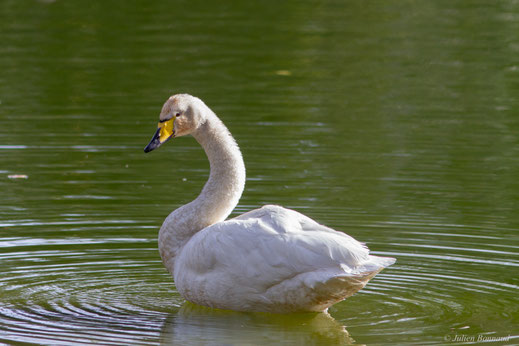 Cygne chanteur — Cygnus cygnus (Linnaeus, 1758)