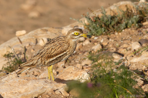 Œdicnème criard — Burhinus oedicnemus (Linnaeus, 1758)