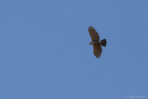 Aigle orné — Spizaetus ornatus (Daudin, 1800)