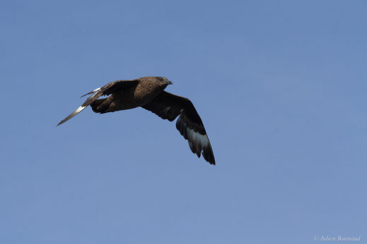 Grand Labbe — Stercorarius skua (Brünnich, 1764)