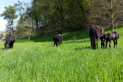 Frühling auf der Upper Lovecreek Farm