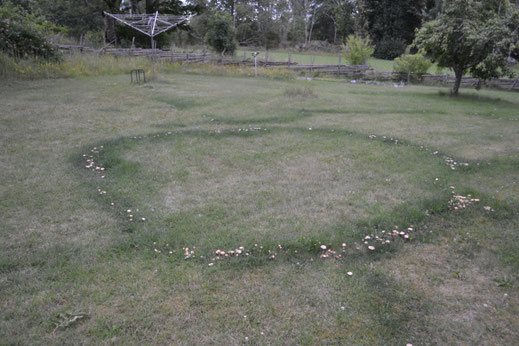 Nog meer heksenkringen met paddestoelen, waar is de heks?