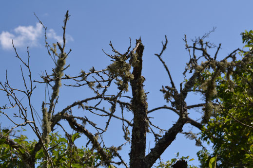 Dode boom