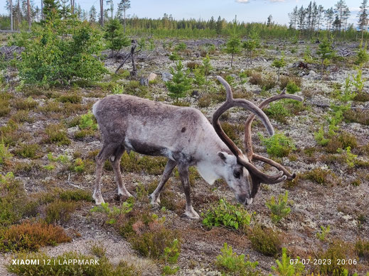 Rendierbok tussen Vemhån en Sveg.