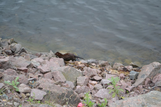 Met kunst en vliegwerk krijg ik deze beweeglijke otter toch een aantal keren mooi op de foto. 