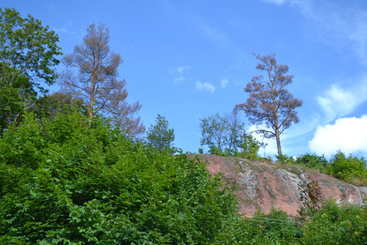 Rode rotsen en grote bomen