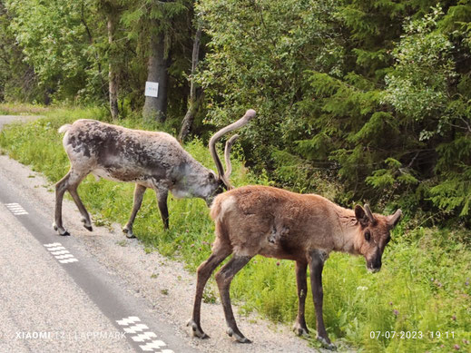 Rendierbok en hinde langs de weg tussen Vemdalenskalet en Vemdalen.