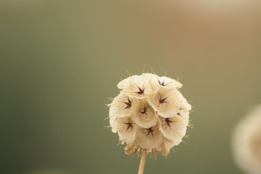 Prachtige gedroogde zaadbol van een plant. Ik weet helaas niet welke.