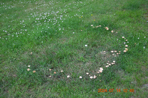 Heksenkring in de tuin