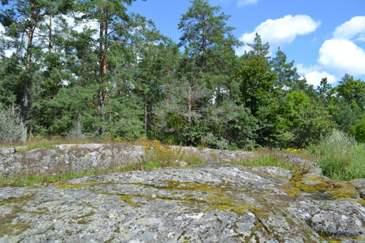 Prachtige rotstuin met het bos op de achtergrond