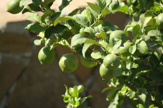 Wat is er nu heerlijker dan lemoenen uit de eigen tuin. We mogen er zoveel van gebruiken als we willen. Dat geldt voor alle vruchten in de tuin.