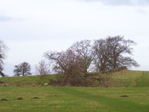 Mooie bomen in de weide