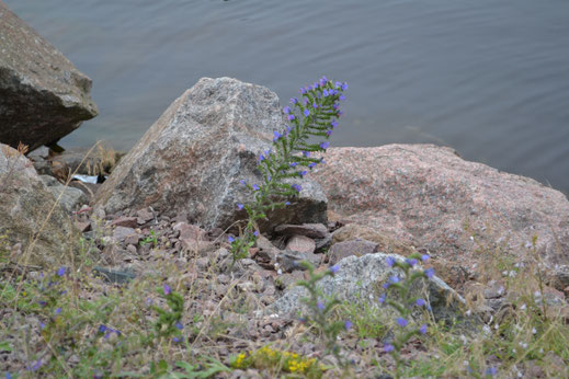 Eenzame bloem tussen de stenen. 