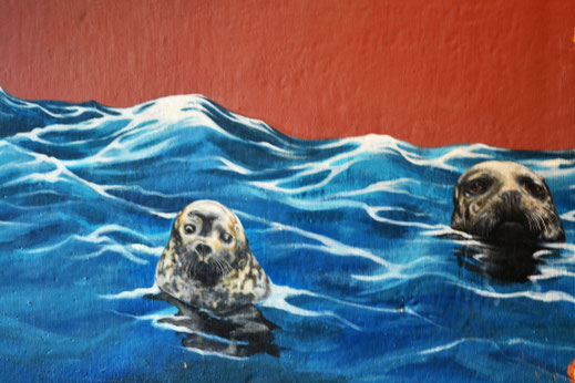Robben in de zee